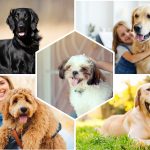 Chiens idéals pour les enfants : Top 12 races à connaître