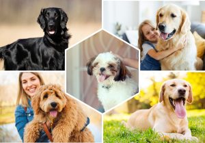 Chiens idéals pour les enfants : Top 12 races à connaître