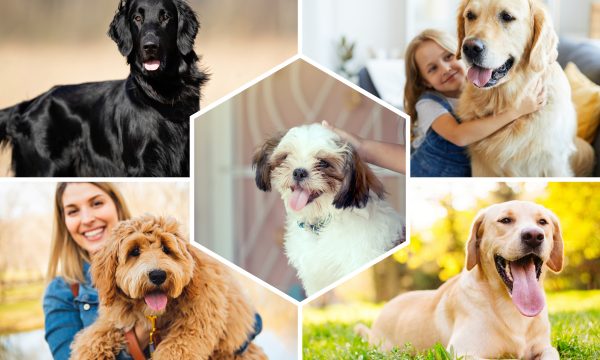 Chiens idéals pour les enfants : Top 12 races à connaître