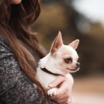 Petits chiens : Top 10 races de petite taille à découvrir