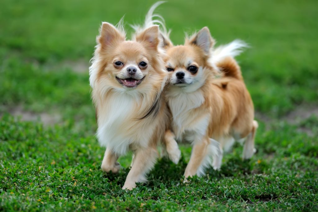 Deux chihuahuas à poils longs
