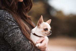 Petits chiens : Top 10 races de petite taille à découvrir