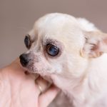 La cataracte chez le chien