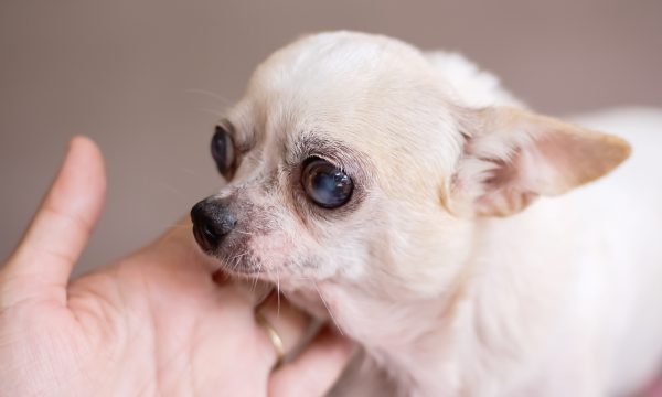 Cataracte chez le chien : causes, symptômes et traitement