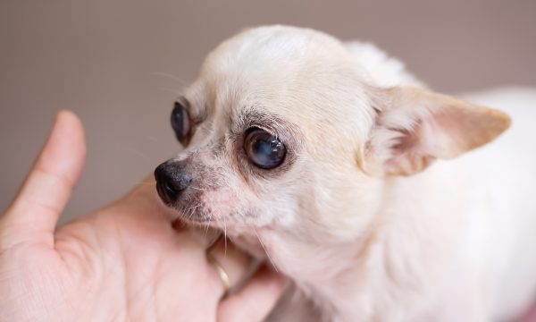 La cataracte chez le chien