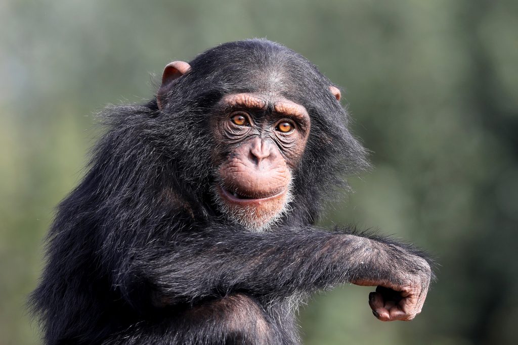 Chimpanzée
