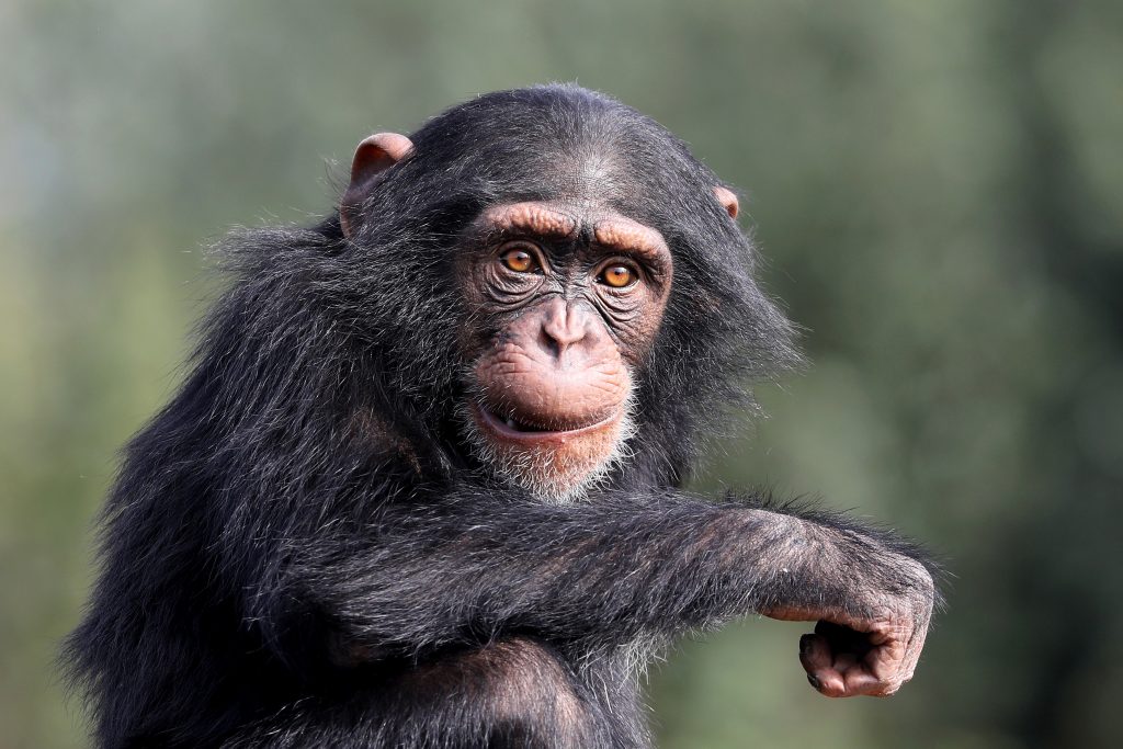 Et le singe le plus intelligent du monde est