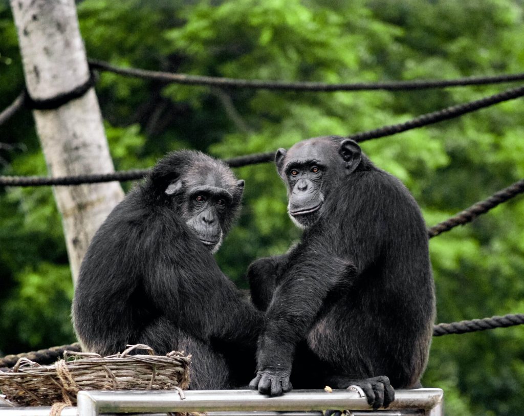 chimpanzés