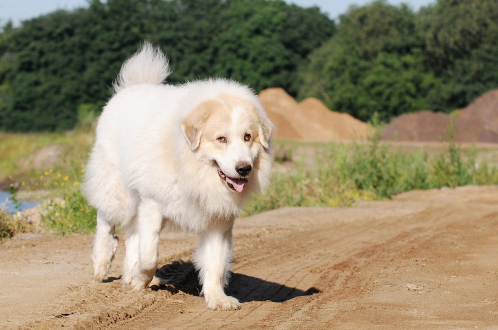 Chien de montagne des pyrénées