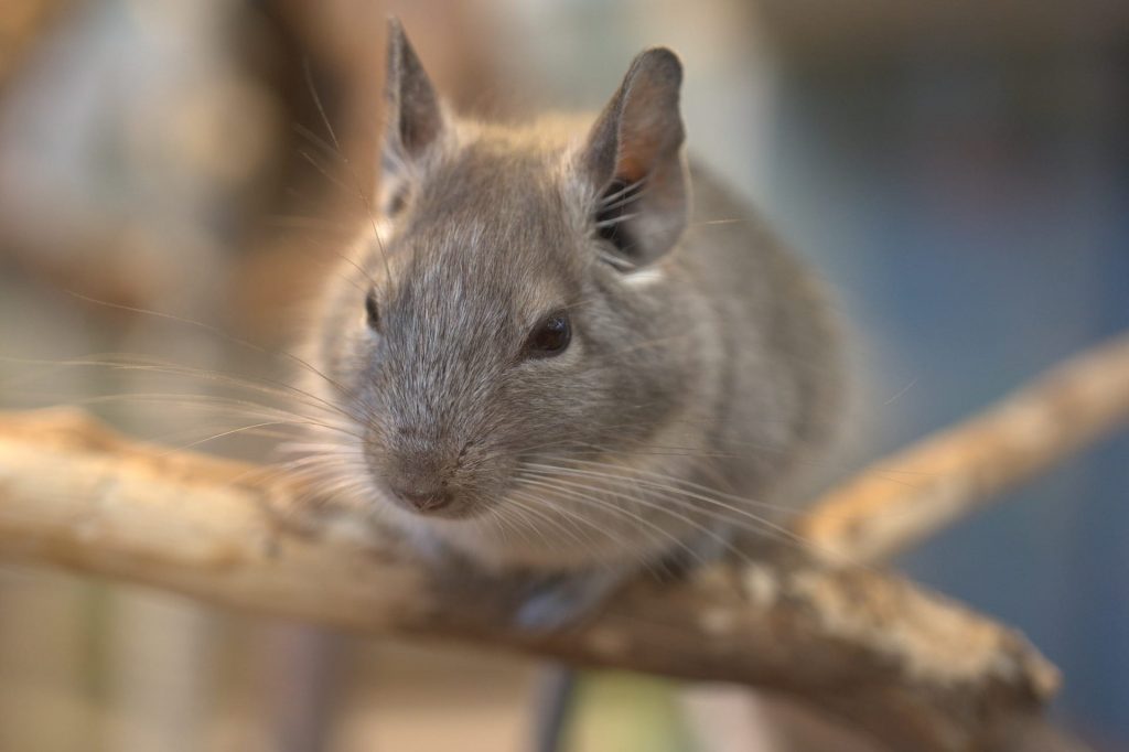 Chinchilla souris