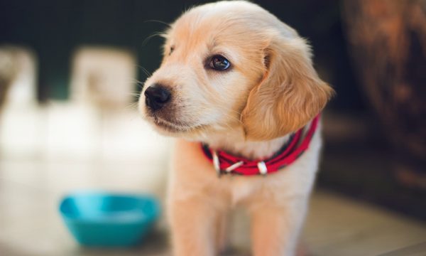 Les besoins nutritionnels du chiot pour sa croissance