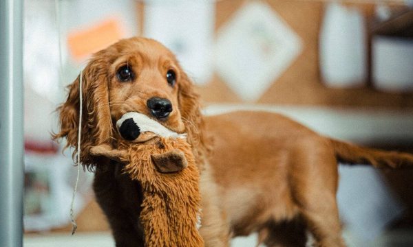 Noms de chiens en S