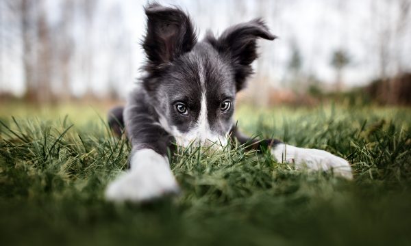 Comment éduquer son chiot ?