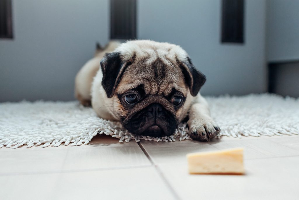 chien devant un morceau de fromage