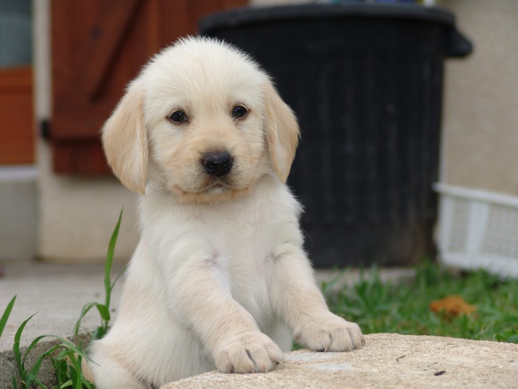 Chiot golden retriver à l'extérieur