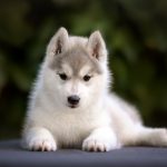 Changement de dents chez le chiot