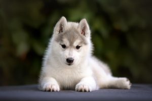 Changement de dents chez le chiot
