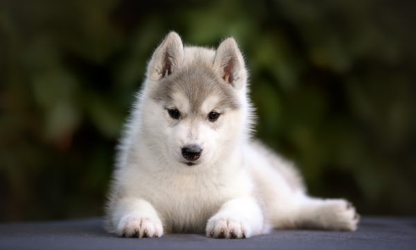 Changement de dents chez le chiot