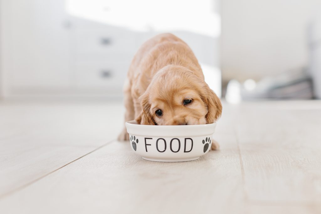 chiot qui mange dans sa gamelle