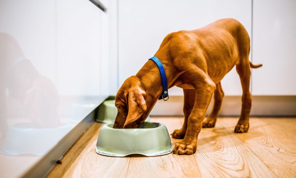 Quelle quantité de croquettes donner à son chiot ?