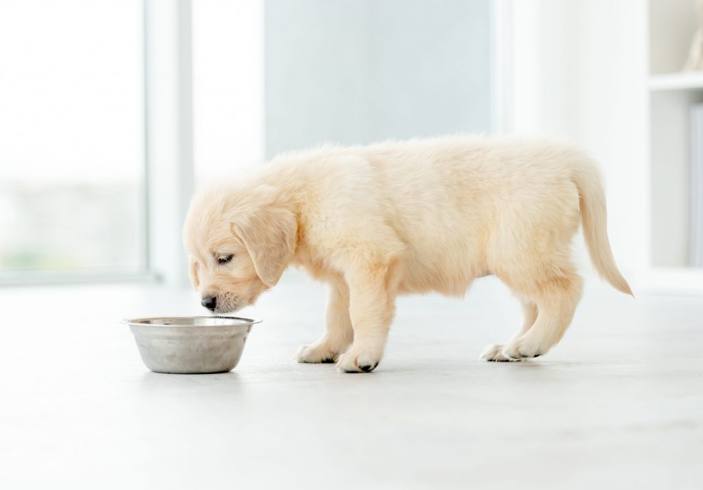 chiot qui mange dans sa gamelle