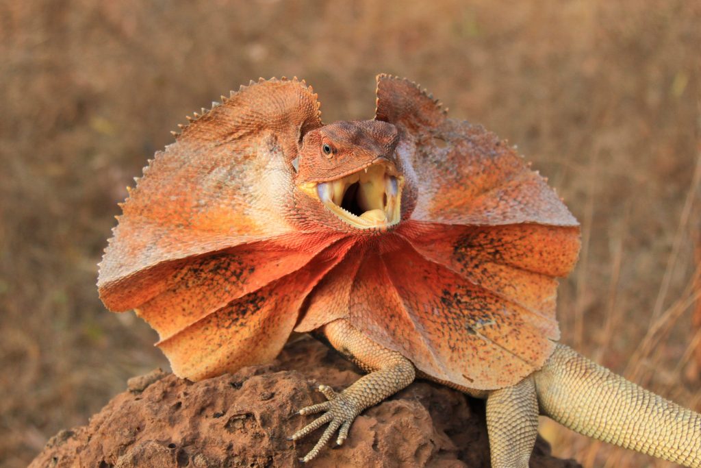 Lézard à collerette kingii