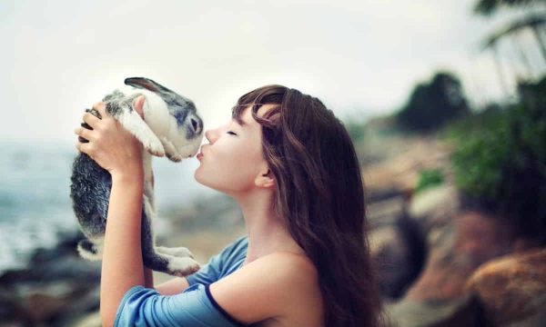 Choisir un lapin : lequel vous faut-il ?