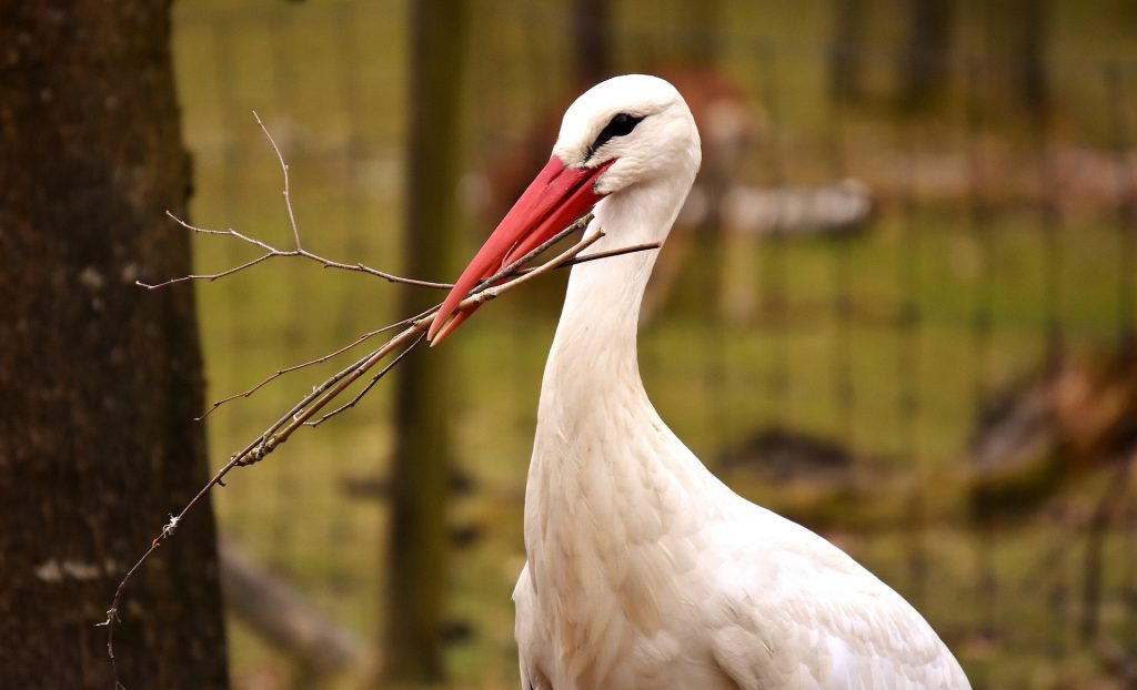 Cigogne