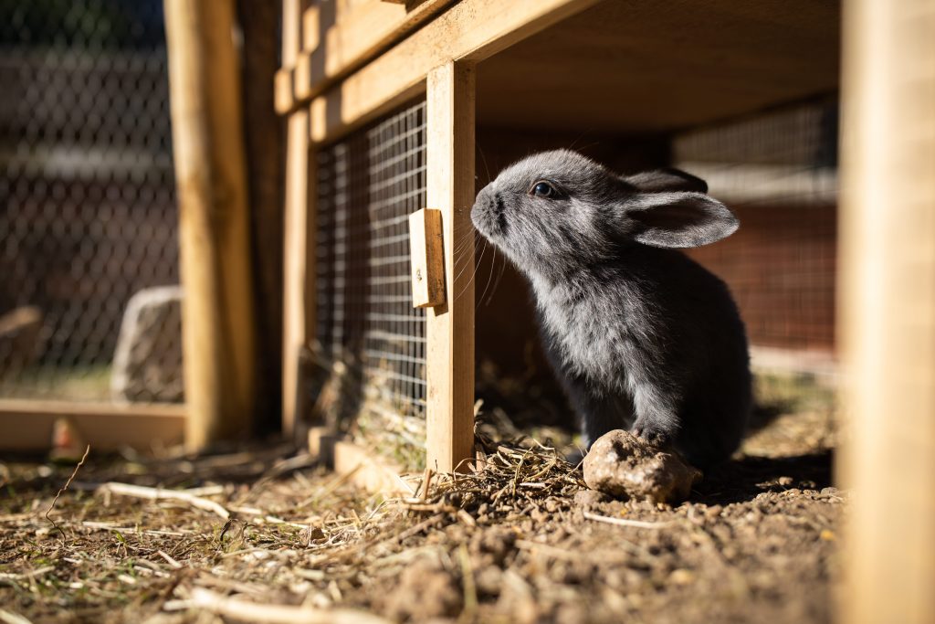 Clapier pour lapins