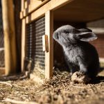 Quel clapier choisir pour votre lapin ?