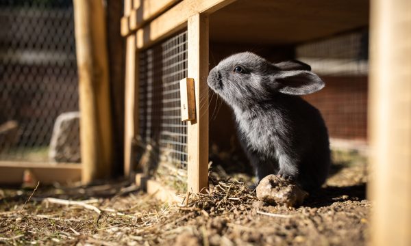 Quel clapier choisir pour votre lapin ?