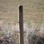 La clôture électrique anti-fugue pour chien