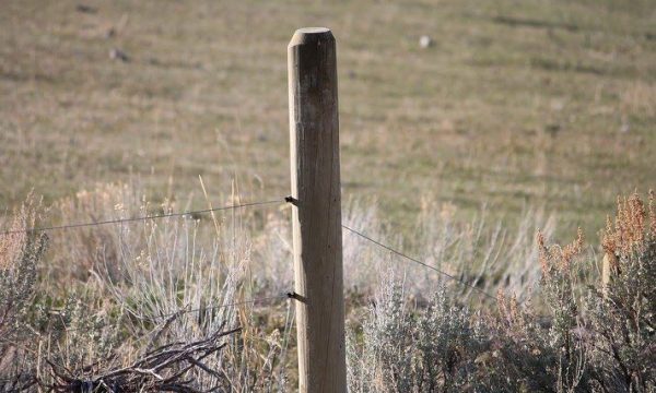 La clôture électrique anti-fugue pour chien