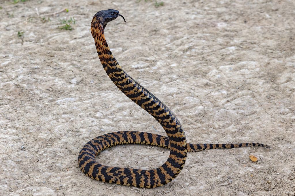 ringhal cobra cracheur