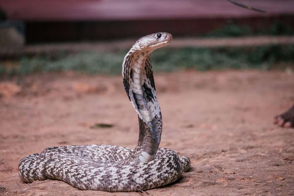 Photo d'un cobra royal