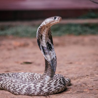 Le Cobra Royal : 10 choses à savoir