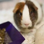 Voyager avec son cochon d’Inde : conseils & infos