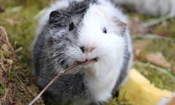 Alimentation du cochon d’Inde: Tout Savoir pour le nourrir
