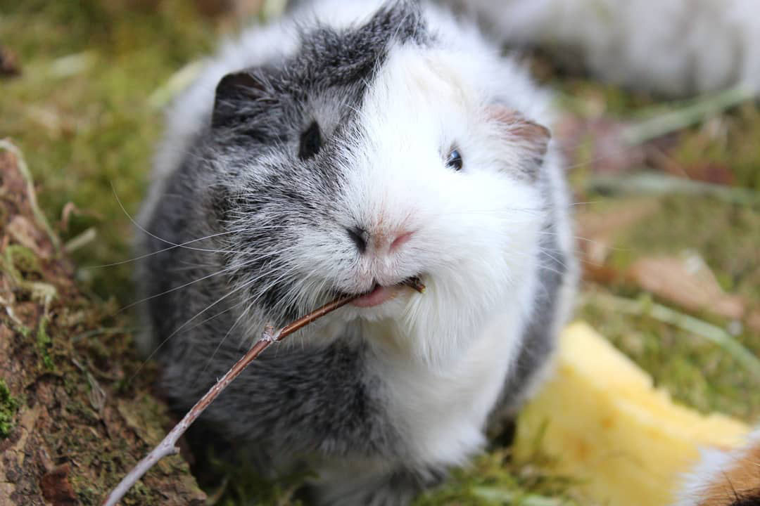 Alimentation du cochon d