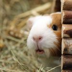 Adopter un cochon d’Inde : 10 questions à se poser