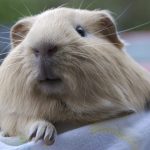 Les maladies du cochon d’Inde