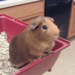 La cage du cochon d’Inde