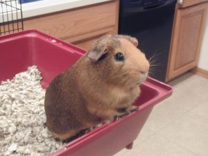 La cage du cochon d&rsquo;Inde