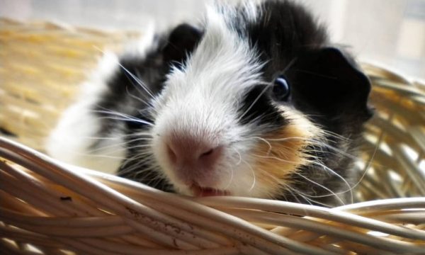 Le cochon d’Inde en liberté dans la maison