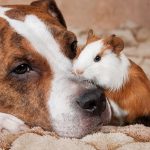 Quels animaux peuvent cohabiter avec un cochon d’Inde ?