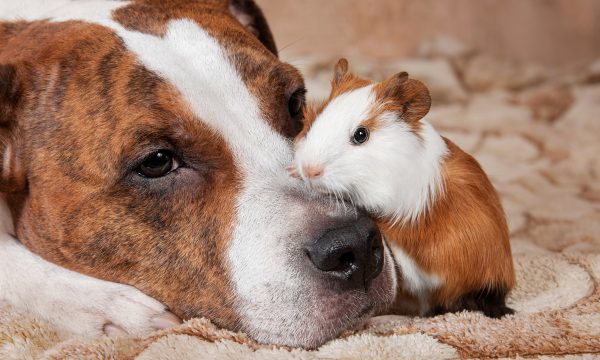 Quels animaux peuvent cohabiter avec un cochon d’Inde ?