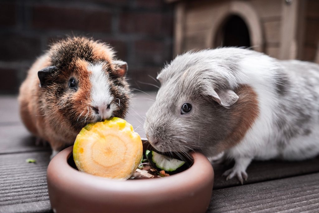 deux cochons d'Inde qui mangent des fruits