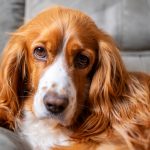 L’atrophie rétinienne progressive (ARP) chez le chien