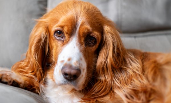 L’atrophie rétinienne progressive (ARP) chez le chien