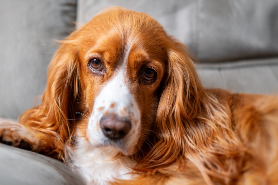 Atrophie rétinienne chez le chien : causes, symptômes et traitement